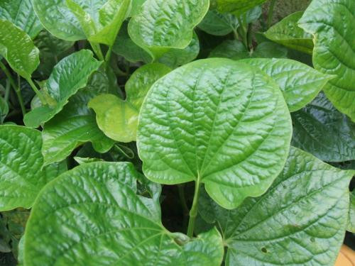 Ảnh minh họa: Internet