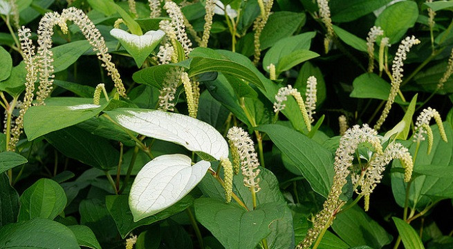 Ảnh minh họa: Internet