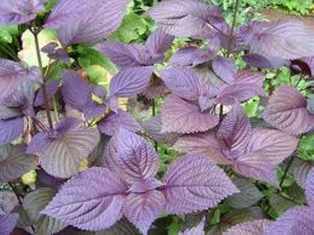 Ảnh minh họa: Internet