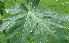 Ảnh minh hoạ: Internet