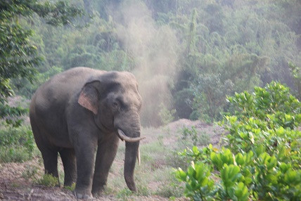 Voi rừng 'tấn công' nhà dân