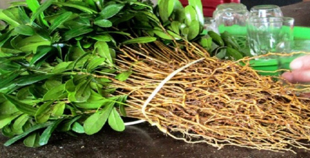 Ảnh minh hoạ: Internet