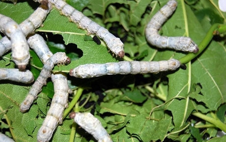 Ảnh minh hoạ: Internet