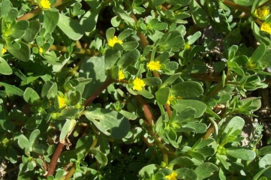 Ảnh minh hoạ: Internet