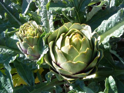 Ảnh minh hoạ: Internet