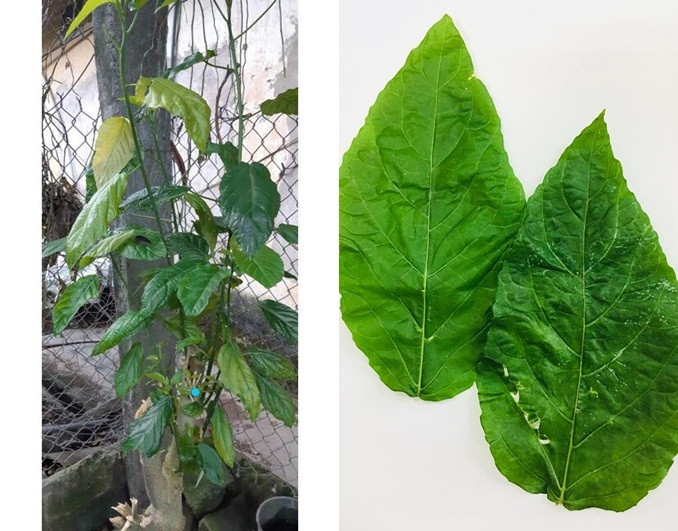 Hình ảnh cây và lá cây lộc mại (người nhà bệnh nhân cung cấp).