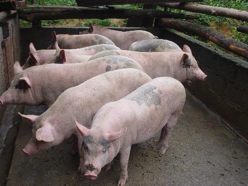 Ảnh minh họa: Internet