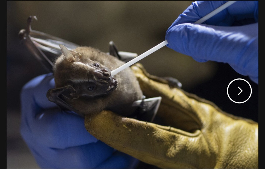 Tìm ra manh mối truyền virus của dơi có thể ngăn chặn đại dịch COVID-19 tiếp theo.