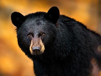 Ảnh minh hoạ: Internet