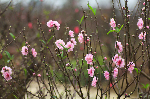 Ảnh minh họa: Internet