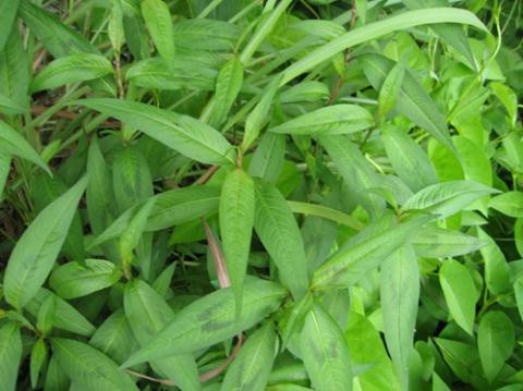 Ảnh minh họa: Internet