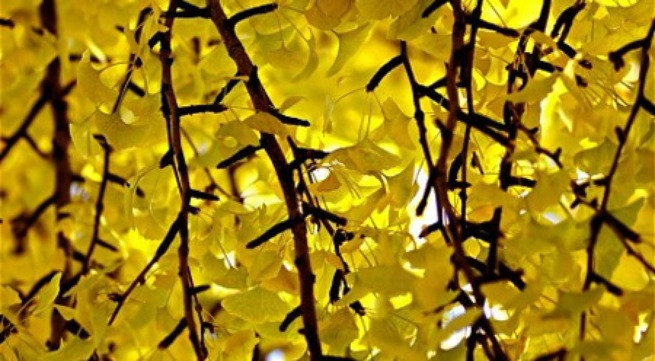 Ảnh minh họa: Internet