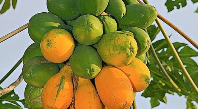 Ảnh minh họa: Internet