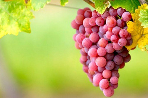 Ảnh minh hoạ: Internet