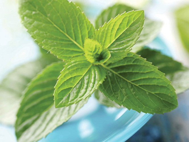 Ảnh minh hoạ: Internet