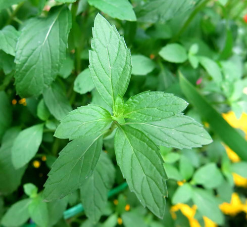 Ảnh minh hoạ: Internet