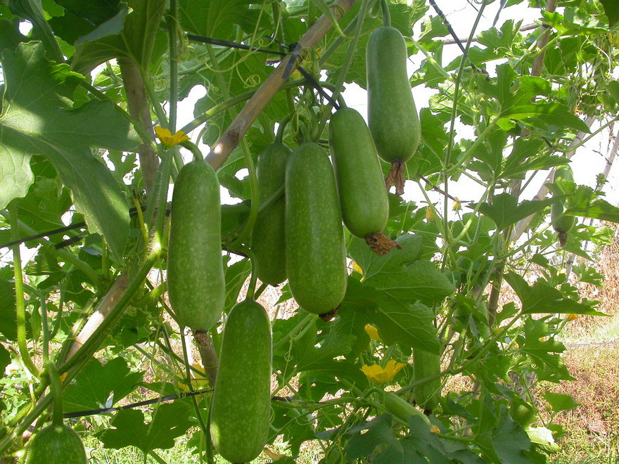 Ảnh minh hoạ: Internet