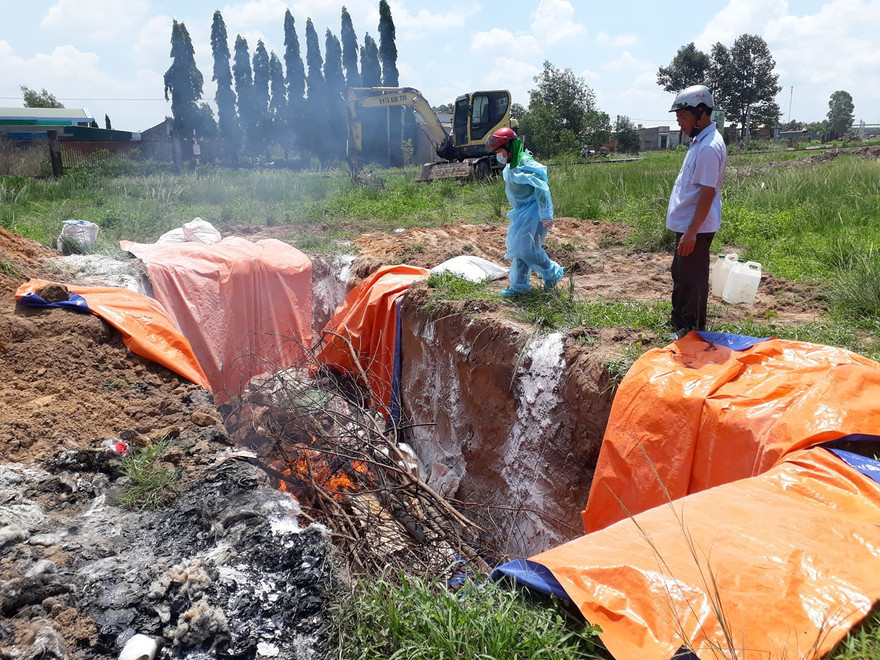 Tiêu hủy lợn nhiễm dịch tả lợn châu Phi 