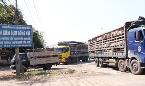 Heo phía bắc vào chốt kiểm dịch ở huyện Xuân Lộc