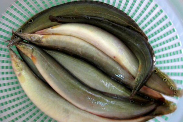 Ảnh minh họa: Internet