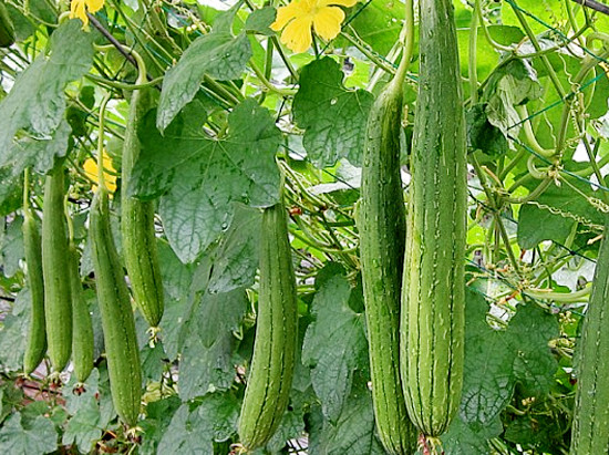 Ảnh minh họa: Internet