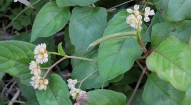 Ảnh minh họa: Internet