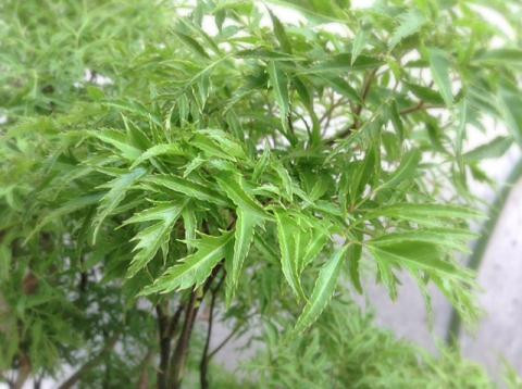 Ảnh minh hoạ: Internet