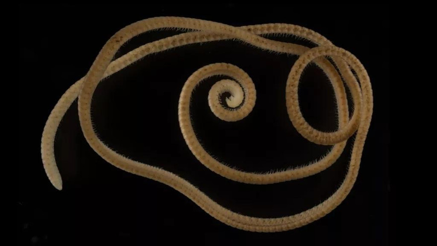 Milipede có hơn 1.300 cái chân.