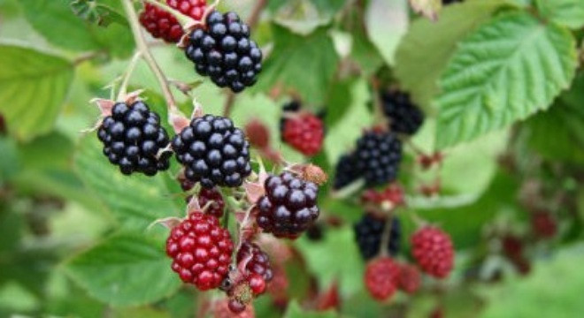 Ảnh minh họa: Internet