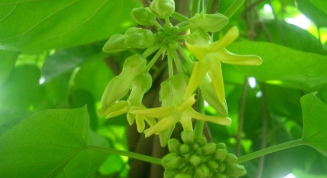 Ảnh minh họa: Internet