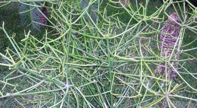 Ảnh minh họa: Internet