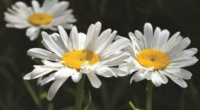 Ảnh minh họa: Internet