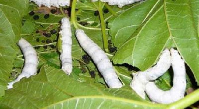 Ảnh minh họa: Internet