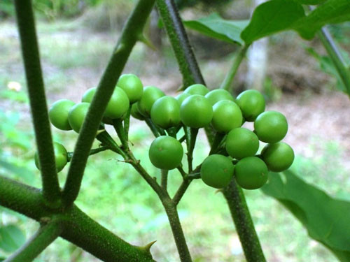 Ảnh minh họa: Internet