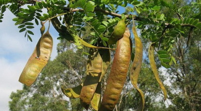 Ảnh minh họa: Internet