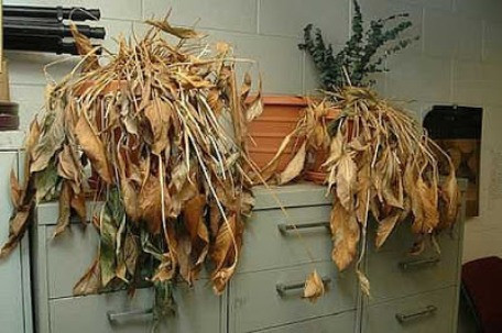 Ảnh minh hoạ: Internet