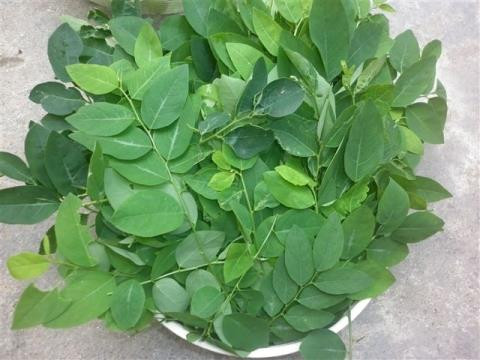 Ảnh minh hoạ: Internet