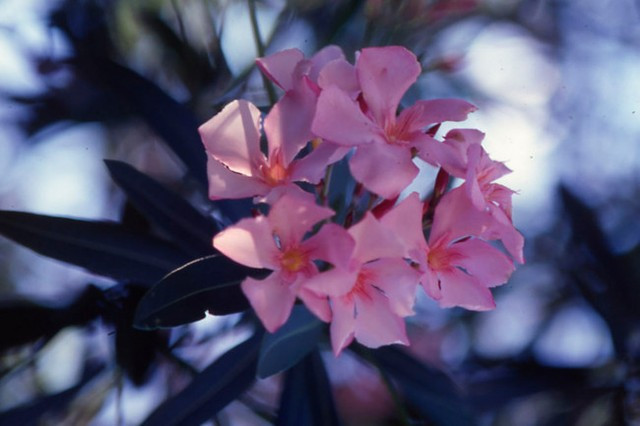 Ảnh minh hoạ: Internet