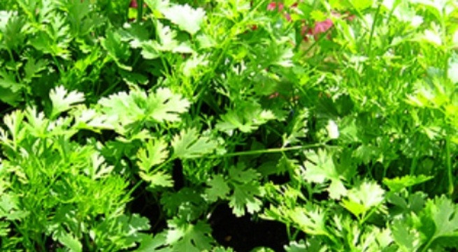 Ảnh minh họa: Internet