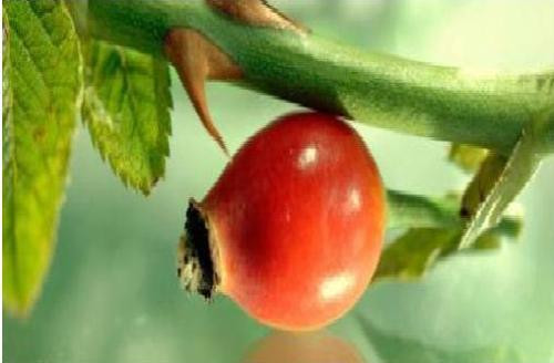 Ảnh minh họa: Internet