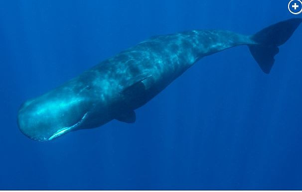 Cá voi sẽ giúp tàu ngầm Trung Quốc đánh lạc hướng kẻ thù.