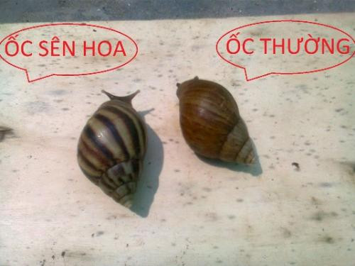 Ảnh minh họa: Internet