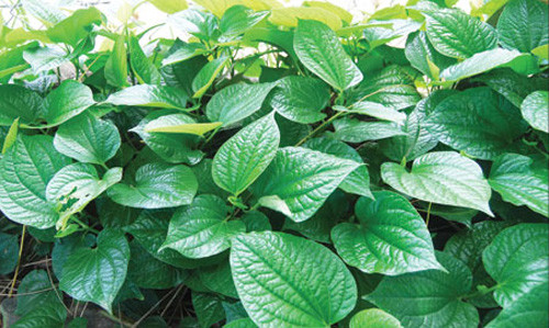 Ảnh minh họa: Internet