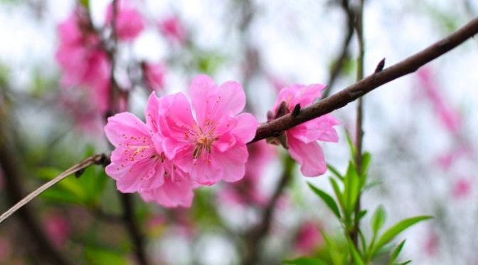 Tết Âm lịch 2020 người lao động được nghỉ 7 ngày liên tục.