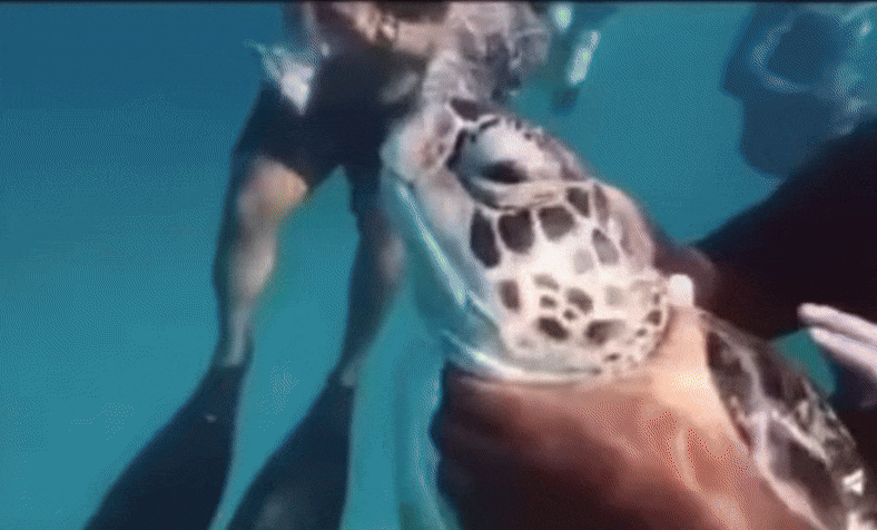 Malaysia sôi sục vì video du khách bóp cổ, hành hạ rùa quý hiếm