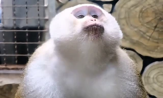 "Lão Phí" được đưa về Vườn thú Công viên núi Kiềm Linh vào năm 2016.