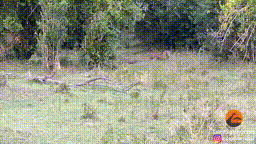 Cuộc chiến sinh tồn giữa báo hoa mai với trăn đá, kẻ nào chiến thắng?