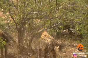 Chui vào hang đất ẩn náu, báo đốm vẫn bị linh cẩu xé xác không thương tiếc