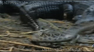 Rắn đuôi chuông nhận cái kết đắng khi đi vào ổ cá sấu