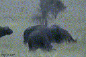 Chơi ngông đại chiến tê giác, trâu rừng hứng trọn cú húc tử thần từ đối thủ